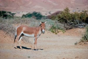 Have You Heard About the Asian Wild Ass?