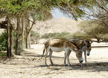 Two Asiatic wild asses grazing.