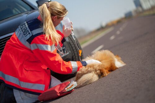 Paramedic attending to a dog.