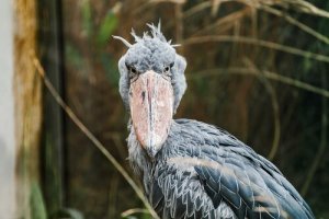 The Shoebill: Behavior and Habitat