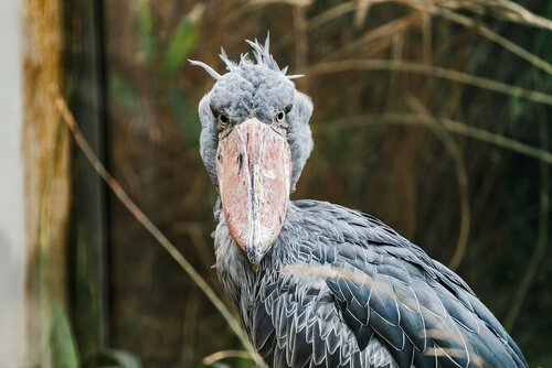 The Shoebill: Behavior and Habitat