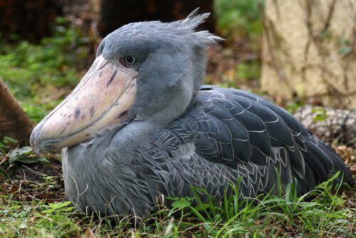 Chilling is part of the shoebill behavior.
