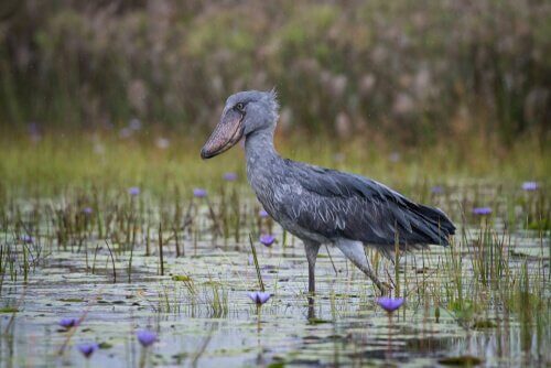 A shoebill in its habitat.