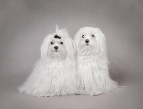 Two Bichon Maltese dogs.