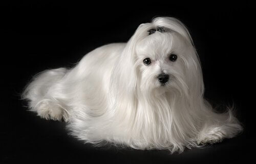 How to Care for a Bichon Maltese