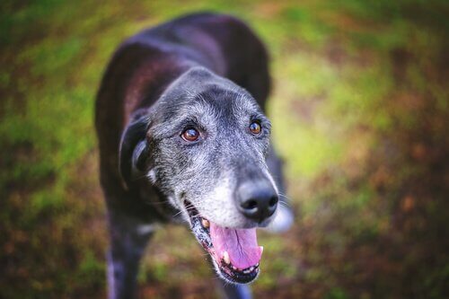 Black dog with graying fur.