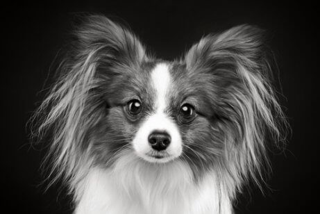 Small brown and white furry dog.