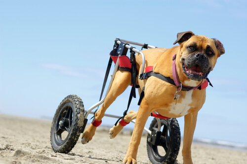 A wheelchair for paralyzed dogs.