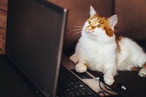 Animal Videos Can Encourage Illegal Trafficking