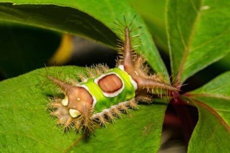 A brightly colored caterpillar.