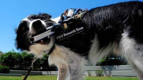 Groundbreaking Vest Allows Dogs to "Talk" to Their Owners