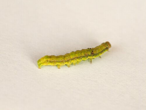 Chrysodeixis chalcites caterpillar.