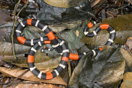 A coral snake in leaves.