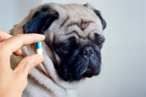 Is it Good to Give Antibiotics to Your Pet? - My Animals