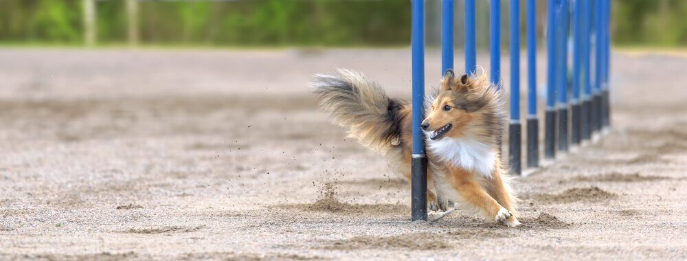 A collie dog at a show.