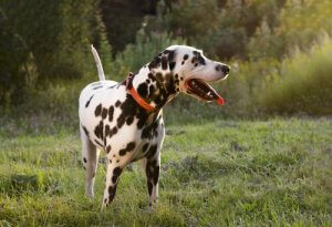 Dog Tail Also Wags If Dogs Are Sad