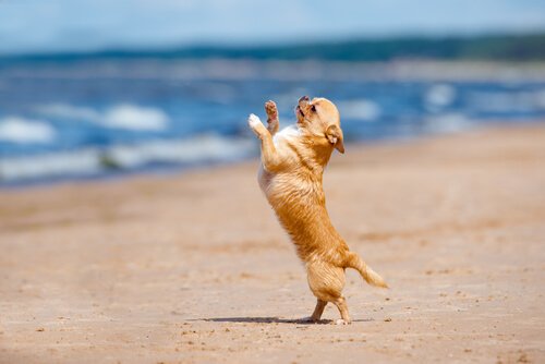 Έχετε ακούσει για το Dog Dancing;