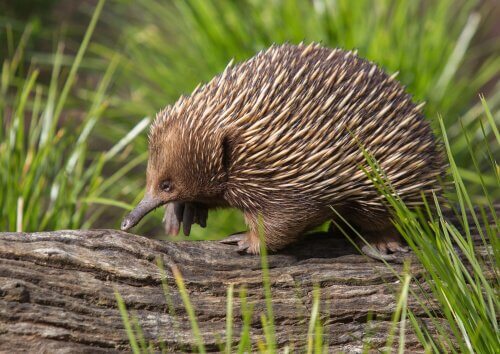 Have You Heard About the Curious Echidna?