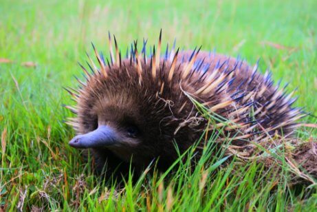 A curious echidna with its spines out.