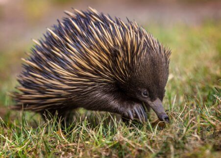 The echidna in a field.
