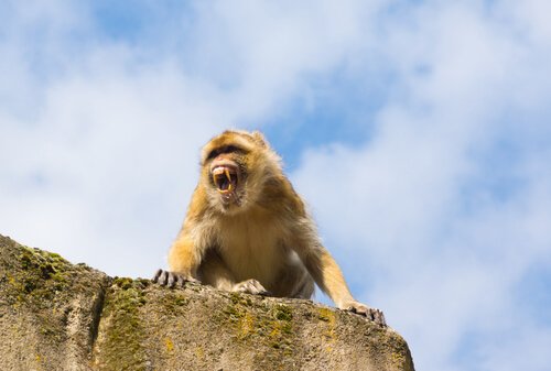 An angry monkey.