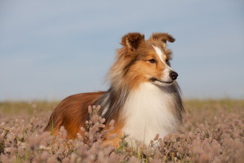 A dog in a field.