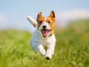 Five Ways to Solve Dog Constipation
