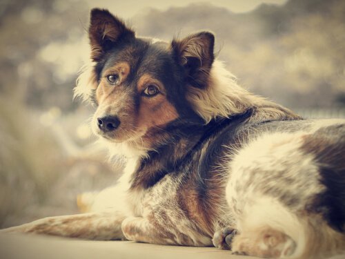 Adopt a Dog and Say Goodbye to Loneliness