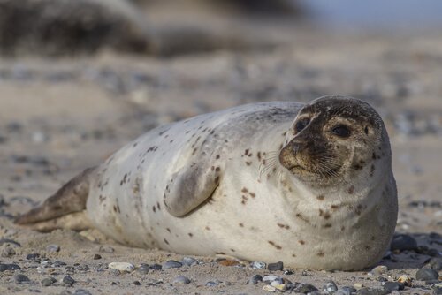 Characteristics of the Harbor Seal