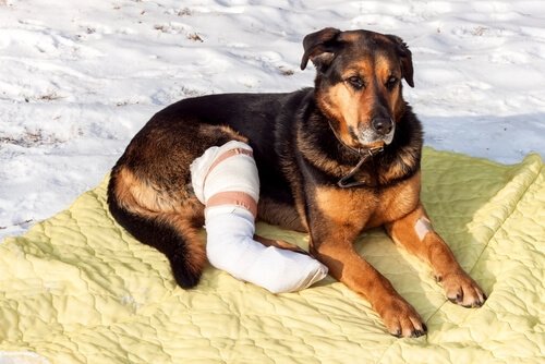 A dog with bandaged leg.