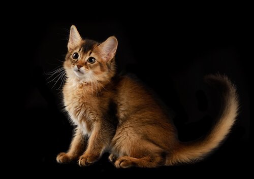 A Somali cat posing for artistic picture.