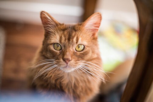 Somali Cat: Personality and Care