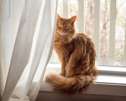 A somali cat by the window