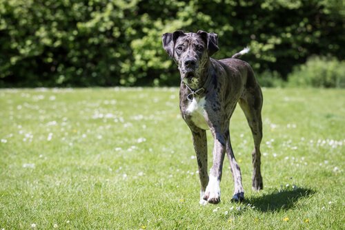 A Great Dane walking.