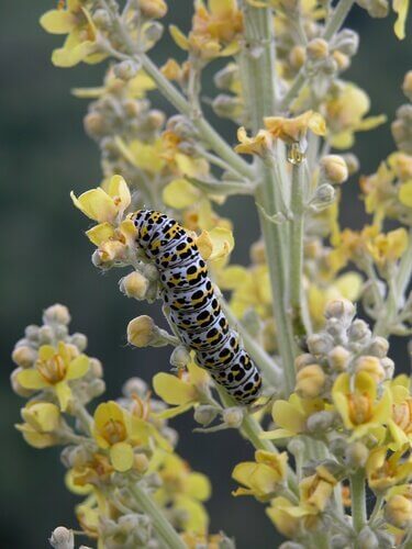 A worm or grey thread caterpillar.