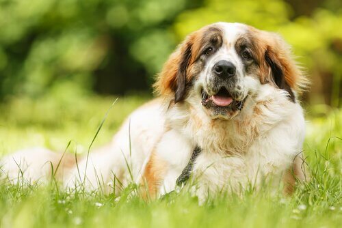 Dogs with Alzheimer's: What Are the Symptoms? - My Animals