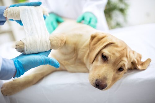 A vet bandaging a dog.