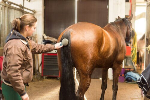 A woman combing a horse's tail.