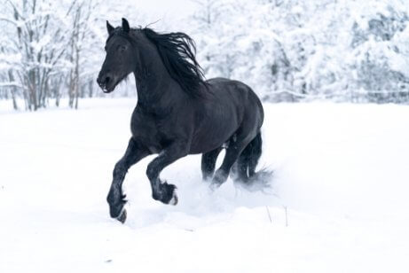 A horse running in the snow.