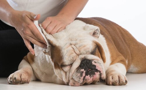 Man checking a dog's ears.