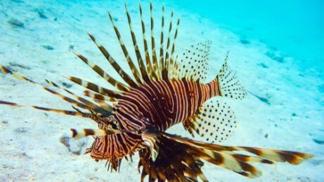 A lionfish in the water.