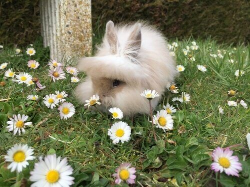 A Lionhead rabbit sitting in daisies.