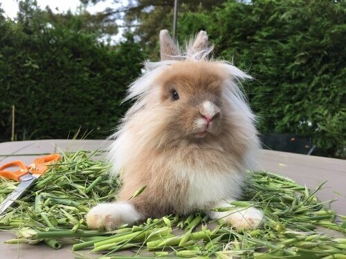 A Lionhead rabbit with greens to eat. 
