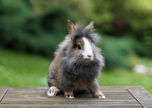 Everything You Need to Know about the Lionhead Rabbit