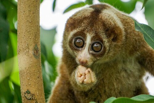 A slow loris eating.