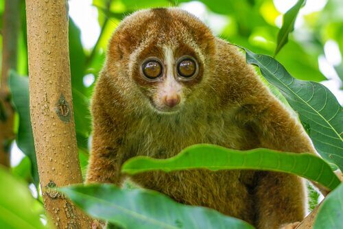 A slow loris hanging out.