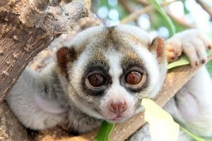 Meet the Slow Loris