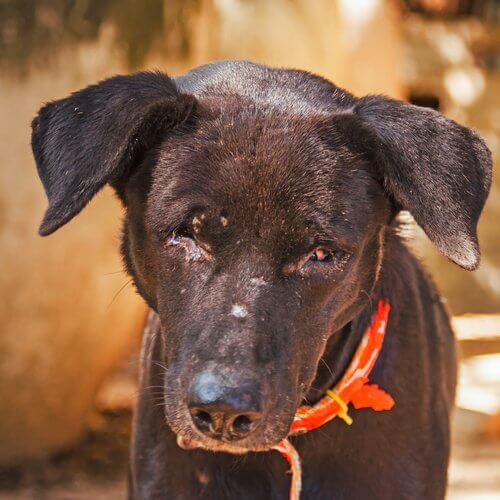 A poor dog that looks beaten.