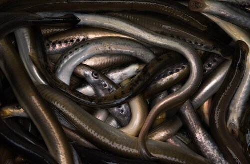 A collection of sea lampreys.