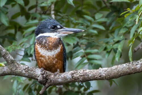 Giant Kingfisher: Habits and Reproduction